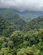 Bosque nublado de Mindo
